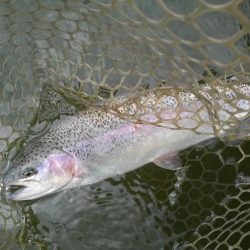 大安トラウトレイク 釣果